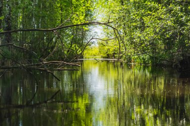 Burada, küçük bir göletin kıyısında büyüyen bitkilerin sularındaki yansıma.