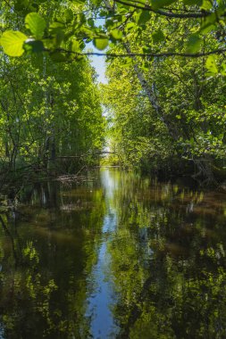 Burada, küçük bir göletin kıyısında büyüyen bitkilerin sularındaki yansıma.
