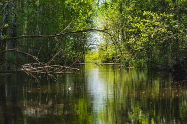 Burada, küçük bir göletin kıyısında büyüyen bitkilerin sularındaki yansıma.