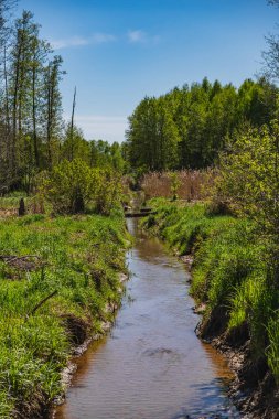 Bir drenaj hendeği olan ormanlık sulak arazi manzarası