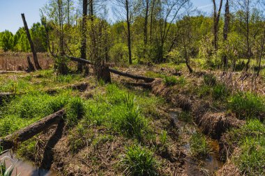 Yerde eski ağaçların olduğu doğal manzara.