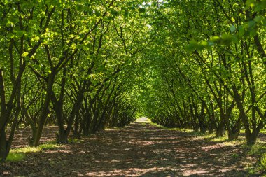 Baharın başında yeşil yapraklarla dolu fındık tarlası