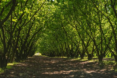 Baharın başında yeşil yapraklarla dolu fındık tarlası