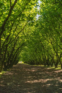 Baharın başında yeşil yapraklarla dolu fındık tarlası