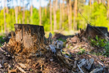 Devrilmiş bir ağacın gövdesi büyüyen bir ormanın arka planına karşı.
