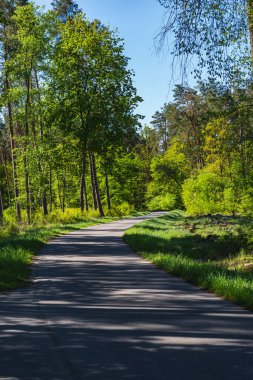 Asfalt, güneşli bir günde ilkbaharın başında yeşil ormanın içinden geçen boş bir yol.