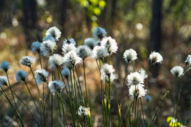 Yaban tavşanı kuyruğu otunun ayrıntıları baharın başlarında bir fen üzerinde büyüyor.