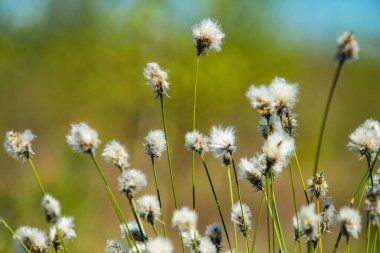 Yaban tavşanı kuyruğu otunun ayrıntıları baharın başlarında bir fen üzerinde büyüyor.