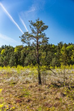 Güneşli bir günde ilkbaharın başında bir fenerde tek bir cüce çamı.