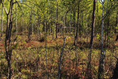 Polonya 'da geçişli turba bataklığının üzerinde büyüyen alçak ormanlı manzara