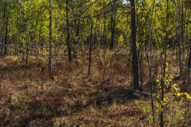 Polonya 'da geçişli turba bataklığının üzerinde büyüyen alçak ormanlı manzara
