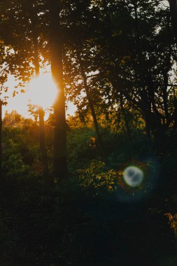 Yazın gün batımında göl kıyısındaki nehir ormanı manzarası