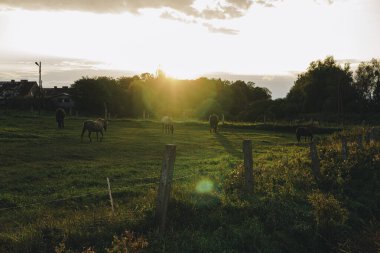 Gün batımında bir ormanın önündeki yeşil çayırda at sürüsüyle manzara.
