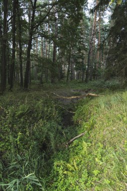 Vahşi bir ormanda doğal bir kanalda akan küçük bir nehir.