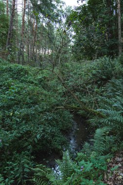 Vahşi bir ormanda doğal bir kanalda akan küçük bir nehir.
