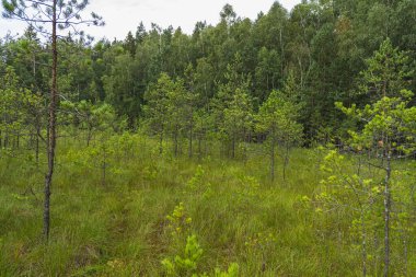 Bir gölün yüzeyindeki yosun tabakası ve diğer bitkilerden oluşan yüzen minder manzarası.