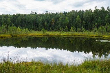 Yüzen paspası ve kozalaklı ormanı olan aşırı gelişmiş disrofik bir göl manzarası.