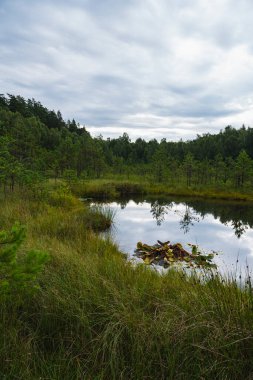 Yüzen paspası ve kozalaklı ormanı olan aşırı gelişmiş disrofik bir göl manzarası.