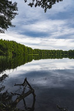 Göl kıyısının doğal manzarası. Kırık bir ağaç kısmen suda yatıyor.