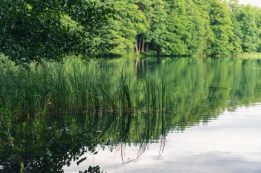 Sahilde yetişen ormanın yansımasıyla gölün manzarası.