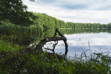 Göl kıyısının doğal manzarası. Kırık bir ağaç kısmen suda yatıyor.