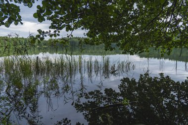 Sahilde yetişen ormanın yansımasıyla gölün manzarası.