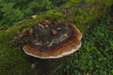 Genellikle yosun kaplı bir ağaç gövdesinde büyüyen hindi kuyruğu olarak bilinen renkli bir mantarın ayrıntıları
