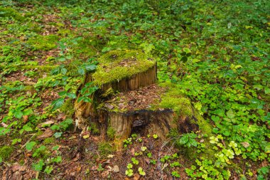 Yaz boyunca yaprak döken bir ormanda tek bir yosun kaplı sandık.