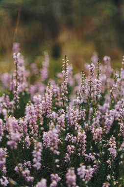 Kozalaklı bir ormanda yetişen mor kenevir çiçeklerinin yakın çekimi.