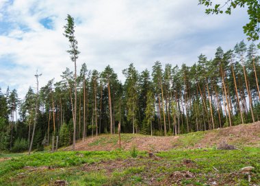 Bazı ağaçların kesilip biçildiği bir çam ormanının manzarası