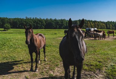 Bir atın, ormanın önündeki yeşil otlakta sürüsü olan bir araziye yakın çekimi.