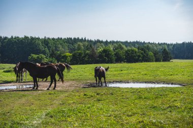 Ormanın önündeki yeşil otlakta at sürüsü olan bir manzara.