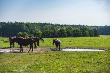 Ormanın önündeki yeşil otlakta at sürüsü olan bir manzara.