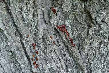 Alelade bir böcek olan Pyrrrhocoris apterus olarak da bilinen bir meşe ağacının kabuğu.