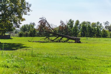 Güneşli bir yaz gününde yeşil otlaklı ve devrilmiş ağaçlı bir manzara.