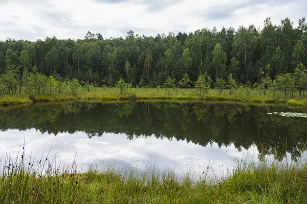 Yüzen paspası ve kozalaklı ormanı olan aşırı gelişmiş disrofik bir göl manzarası.