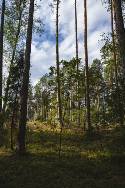 Yaz mevsiminde ılıman bir çam ormanının doğal manzarası.