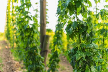 Yaz boyunca açık bir günde, bir fidanlıkta yukarı tırmanan sarmaşıklar.