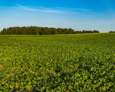 Yazın gün batımında tarlada büyüyen şeker pancarları.