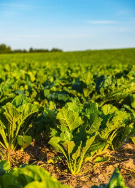 Yazın gün batımında tarlada büyüyen şeker pancarları.