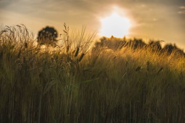 Çavdar kulaklarını yaz günbatımı arka planına yakın çekiyoruz.