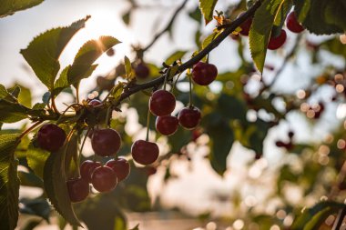 Meyve bahçesindeki bir ağaçta yetişen kırmızı ve sulu kirazların yakın çekimi