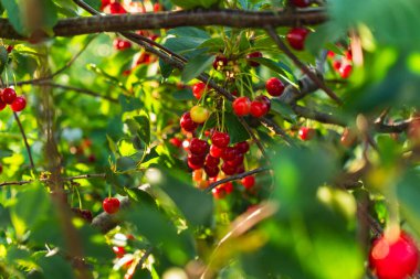 Meyve bahçesindeki bir ağaçta yetişen kırmızı ve sulu kirazların yakın çekimi