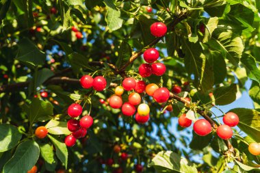 Meyve bahçesindeki bir ağaçta yetişen kırmızı ve sulu kirazların yakın çekimi