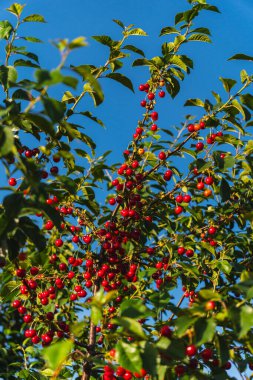 Mavi gökyüzünün üzerinde kırmızı ve sulu kirazların yakın çekimi