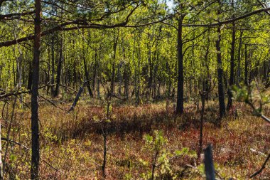 Polonya 'da geçişli turba bataklığının üzerinde büyüyen alçak ormanlı manzara