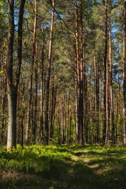 Baharın başında yeşil çimenli bir yol boyunca uzanan manzara.
