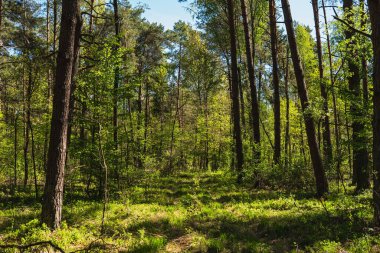 Baharın başında yeşil çimenli bir yol boyunca uzanan manzara.