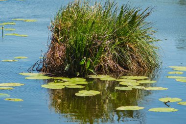 Su yüzeyinden çıkan çimen yığınlarıyla dolu göl manzarası.