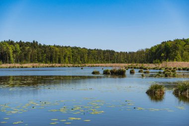 Gölün karşı kıyısının manzarası ormanla kaplıydı.